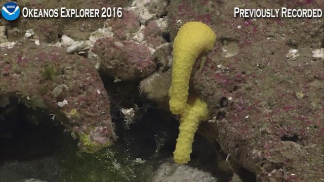 Началась онлайн-трансляция происходящего в самом глубоком месте Земли