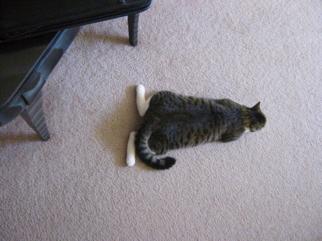 А вот и котовторник!