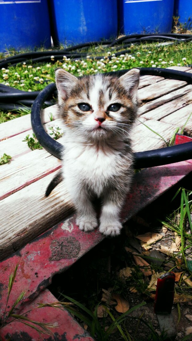 Котовторник 19.07.2016