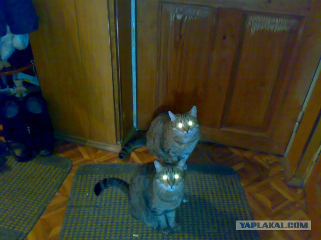 Как я кошку себе завёл
