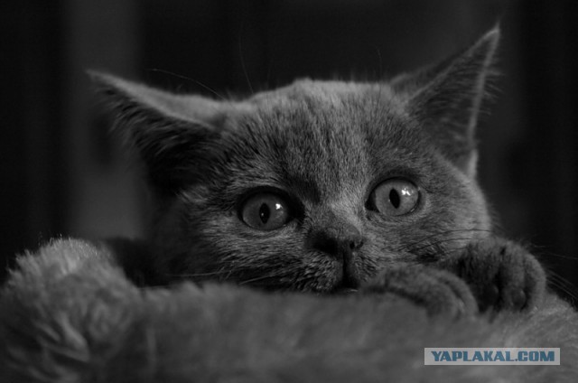 Котейки пост