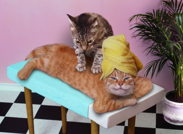 Коты из сети
