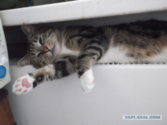 Котовторник 10.01.2017