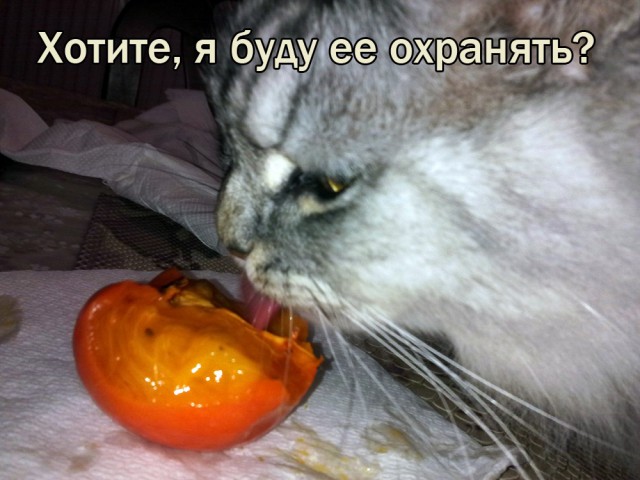 Мой кот. Это нормально?