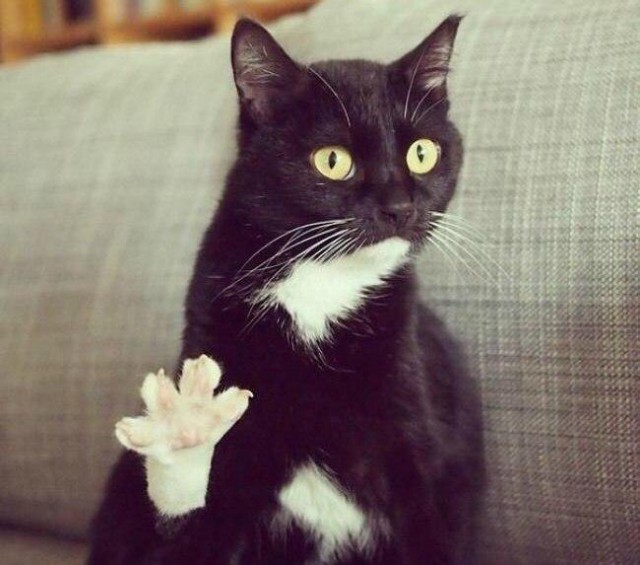 Коты и Кошки