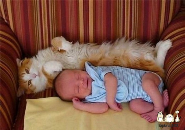 Котоняня