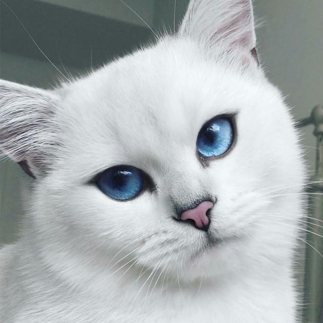 Коты и Кошки