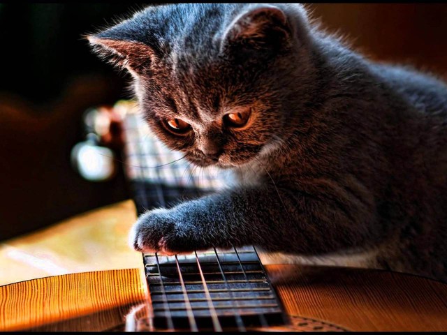 Коты и Кошки