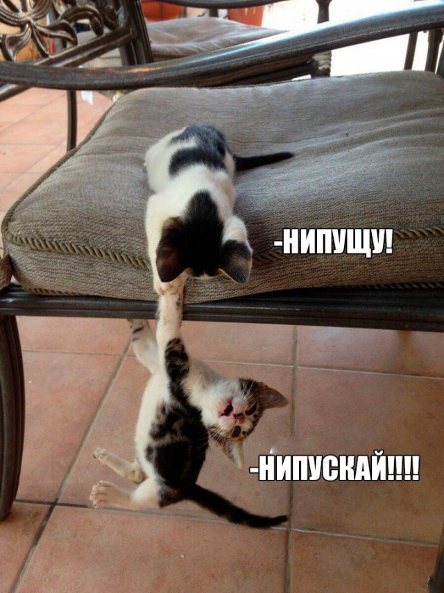 Коты и Кошки