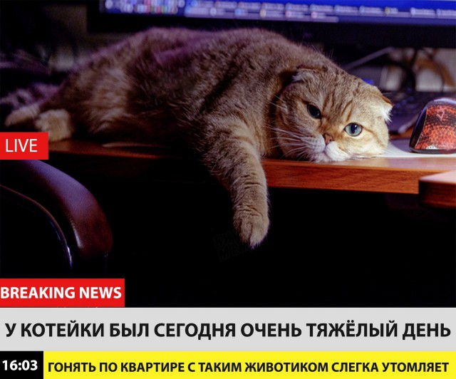 Коты и Кошки