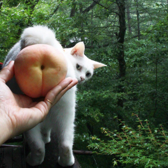Коты и Кошки
