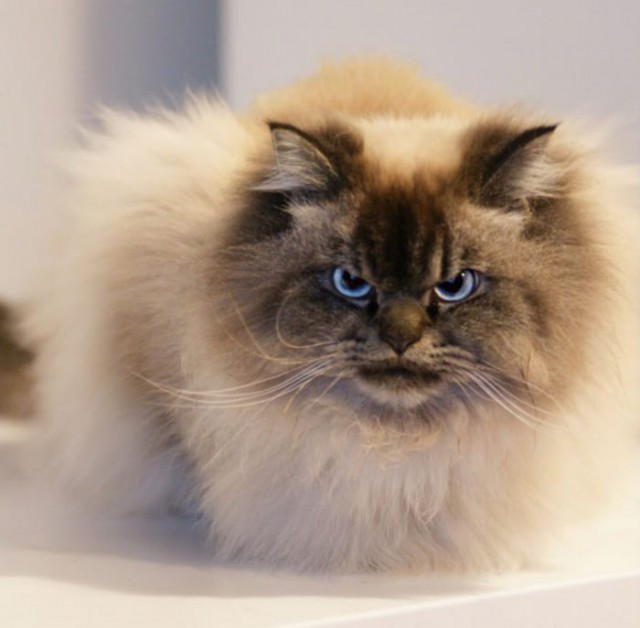 Коты и Кошки