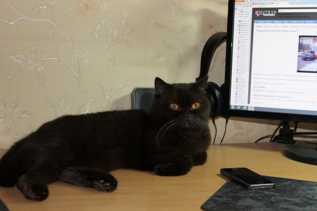 Котовторник 13.03.2018