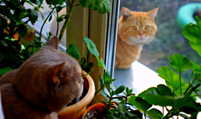 Котовторник 24.04.2018