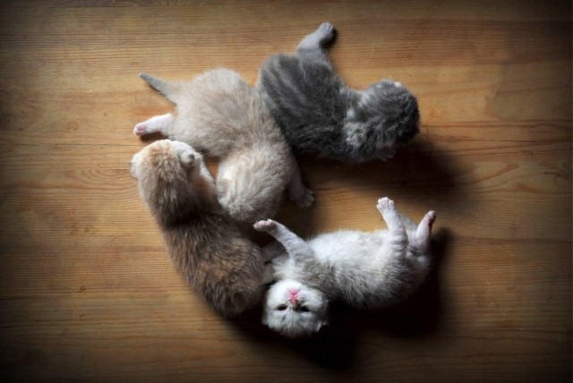 Неадекватные коты