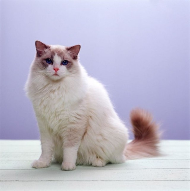 УРРААА ! Котовторник на ЯПлакалъ !