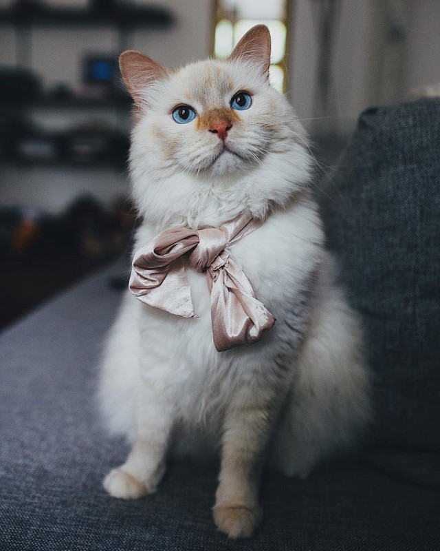 Немного милоты