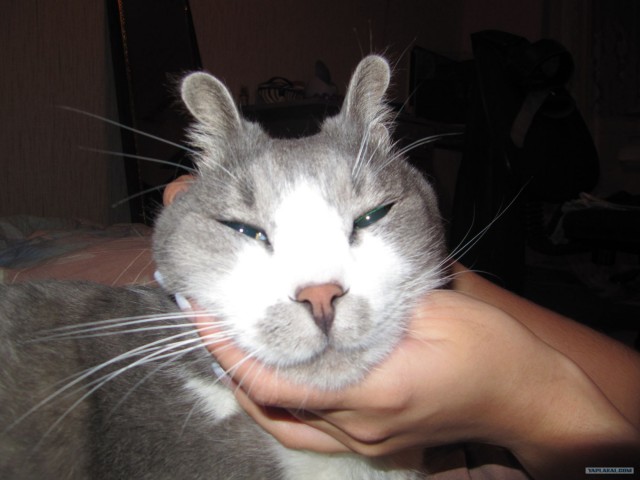 Котовторник 1.02.2011