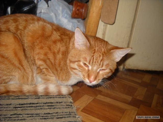 Сонный Котовторник