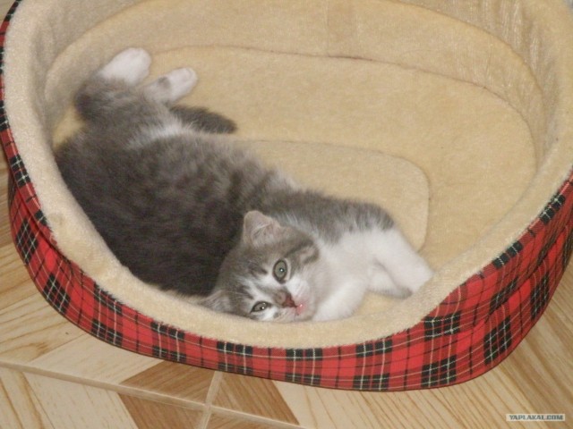Котовторник 1.11.11