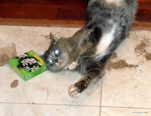 Котовторник!