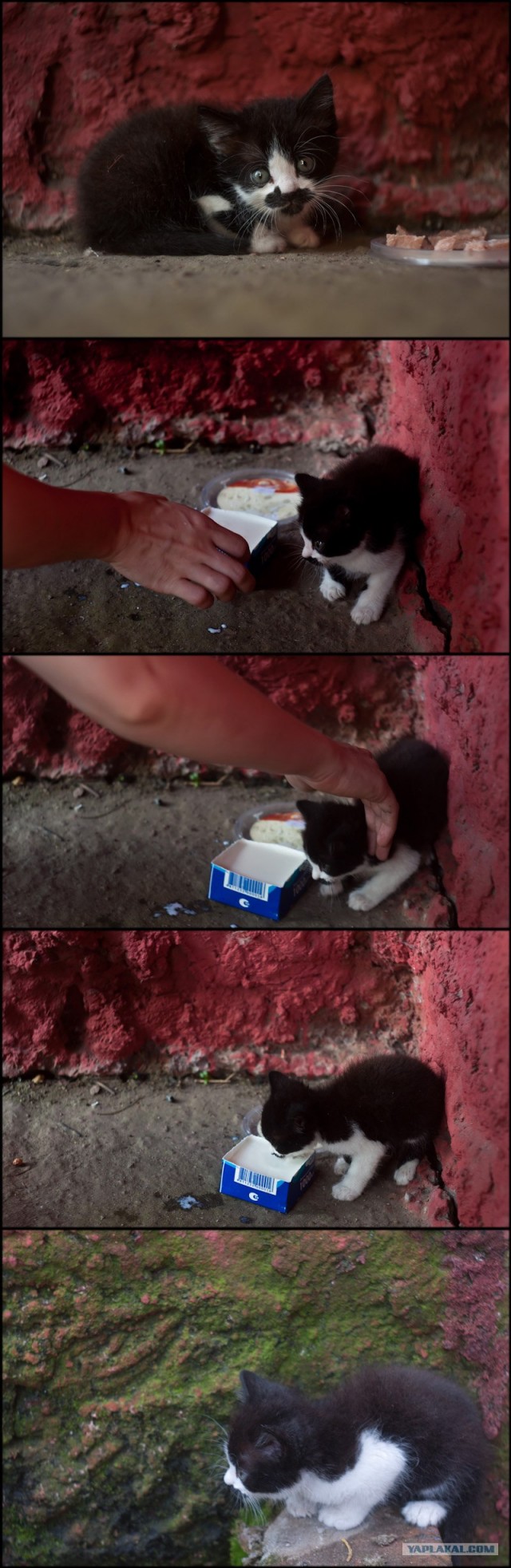 Котовторник 06.12.2011