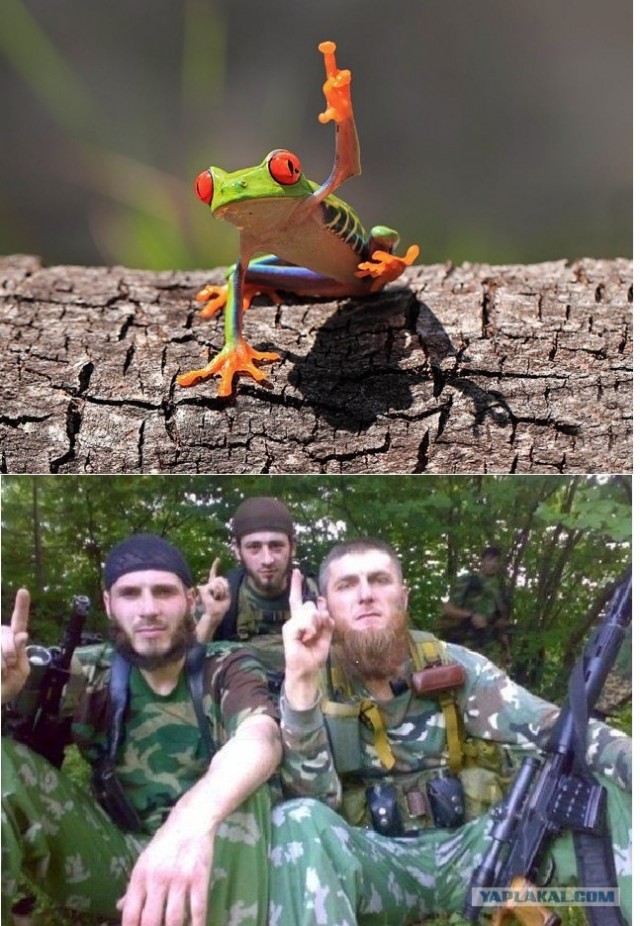 Этот забавный макромир