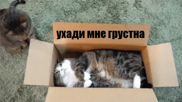 Прикольных котов пост