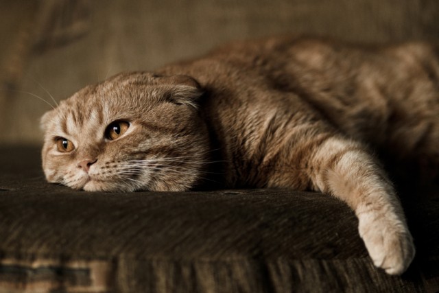Котовторник 24.04.2012