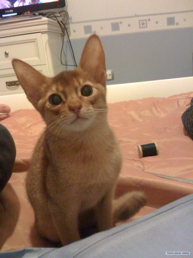 Котовторник (15.05.2012)