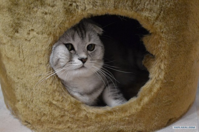Котовторник  19.06.2012