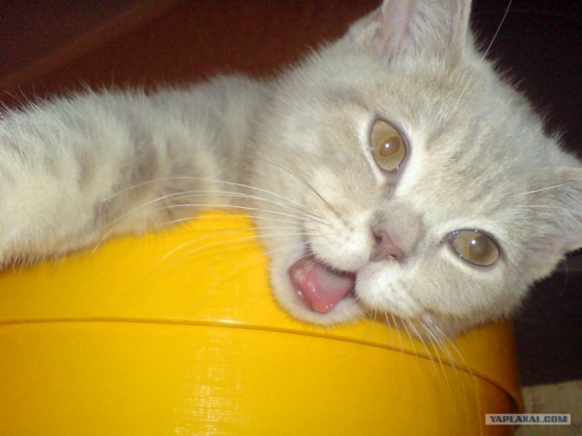 Котовторник 03 07 2012