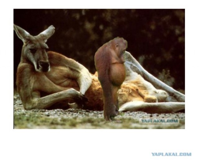 Самые смешные снимки животных за 2012 год