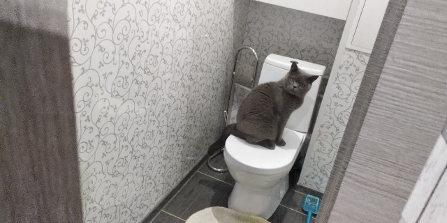 Забавные фото котеек