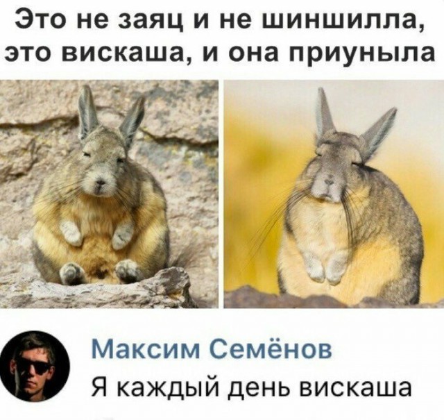 Анекдоты, соц-сети и картинки с надписями