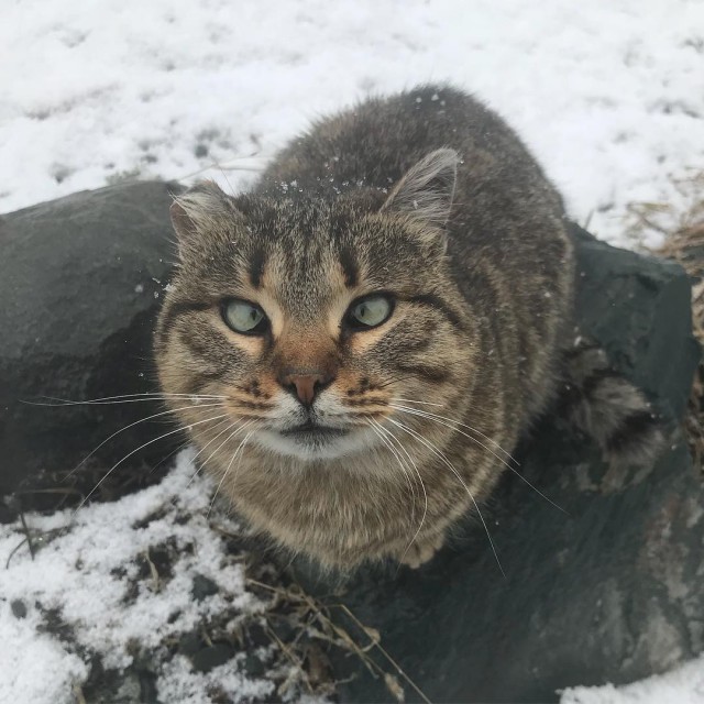 Живность из сети