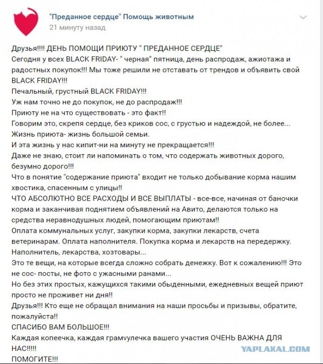 Помогите вернуть кота! Приют "Преданное сердце" украл кота и не отдает!-2