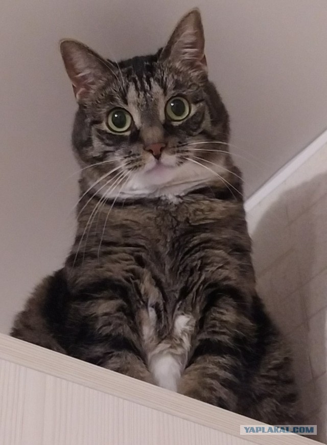 Котовторник 03.03.2020