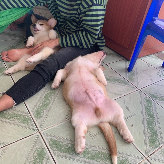 Забавные животные
