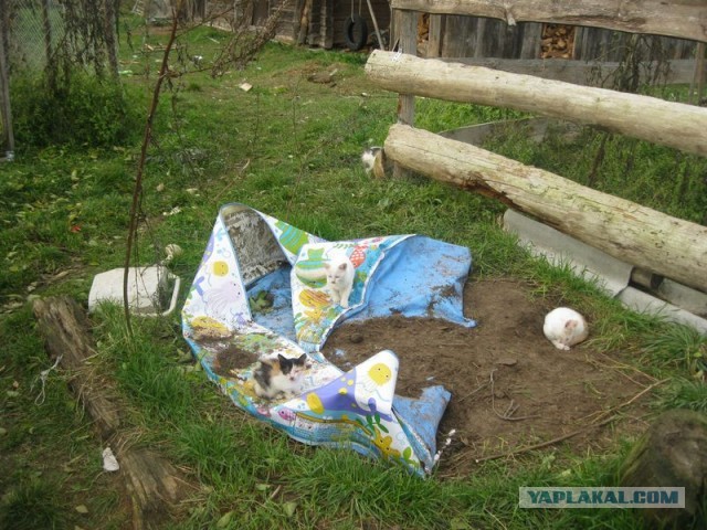 Жизнь домашнего приюта для котеек 313