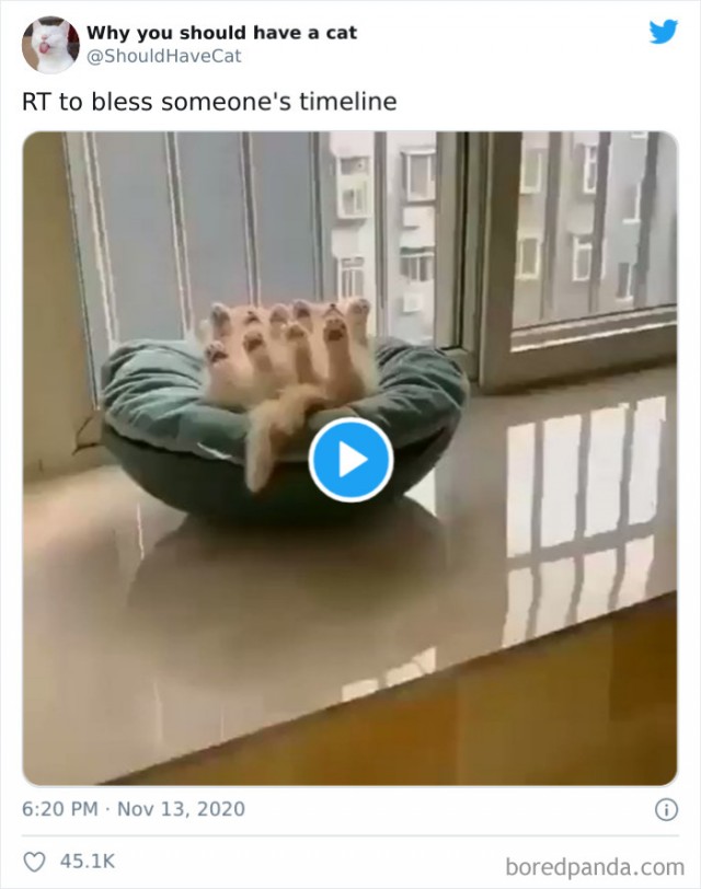 Почему вам нужно завести котов