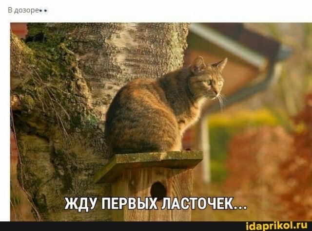 Картинки с надписями и котами