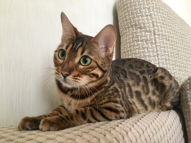 Котовторник же!