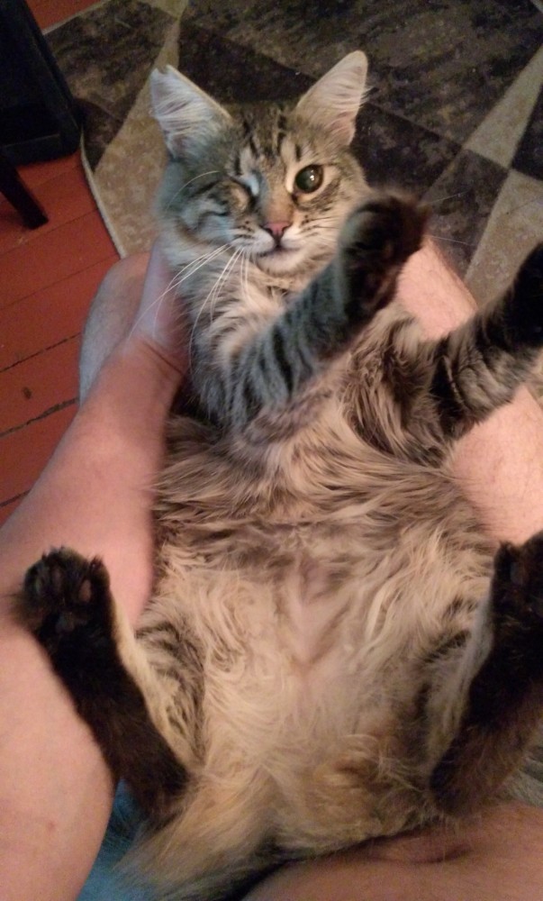 А котовторник уже начался?