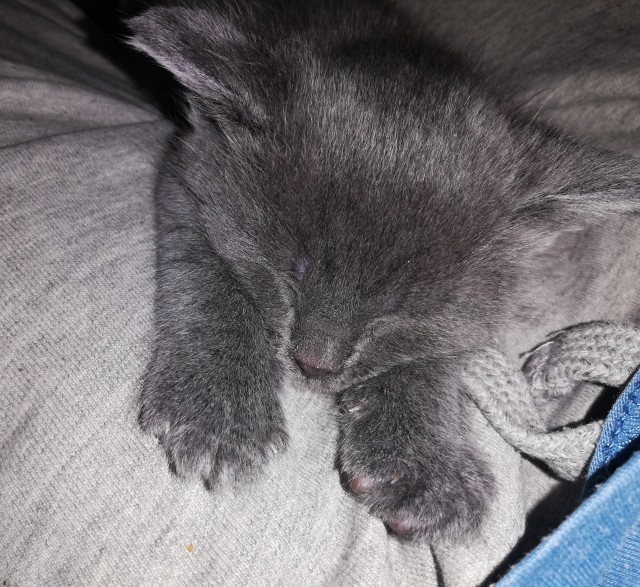А котовторник уже начался?