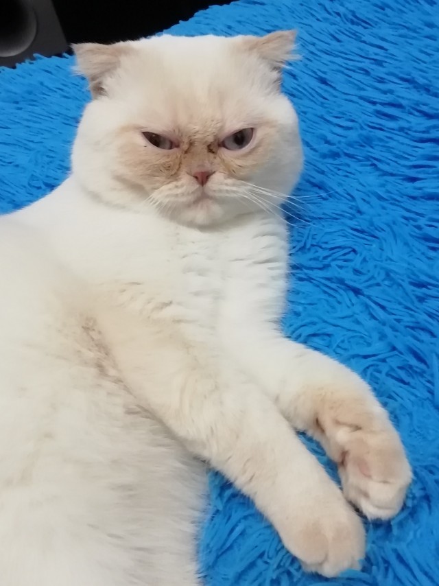 Котовторник 14.09.2021