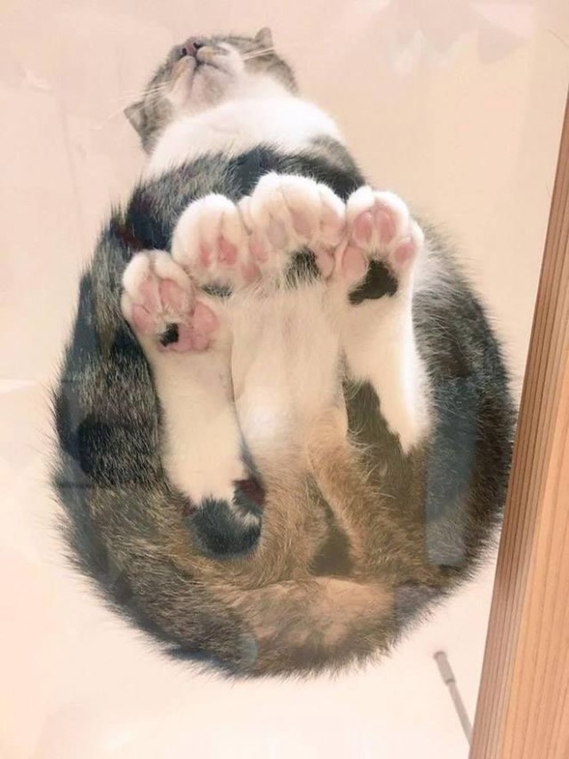 Котовторник 05.10.21 г