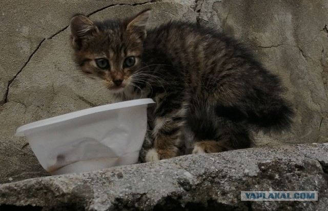 Котовторник
