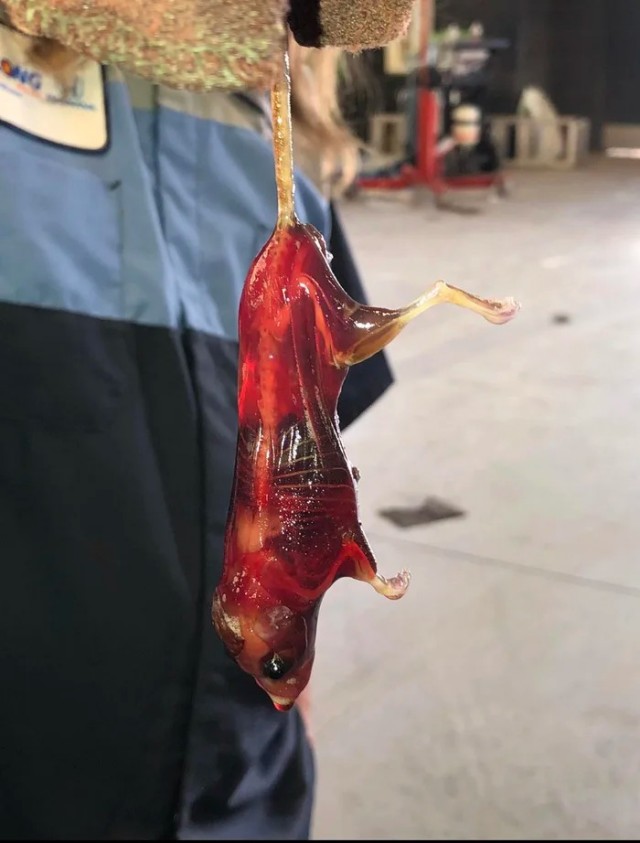 Мышь, попавшая в бочку с обезжиривателем