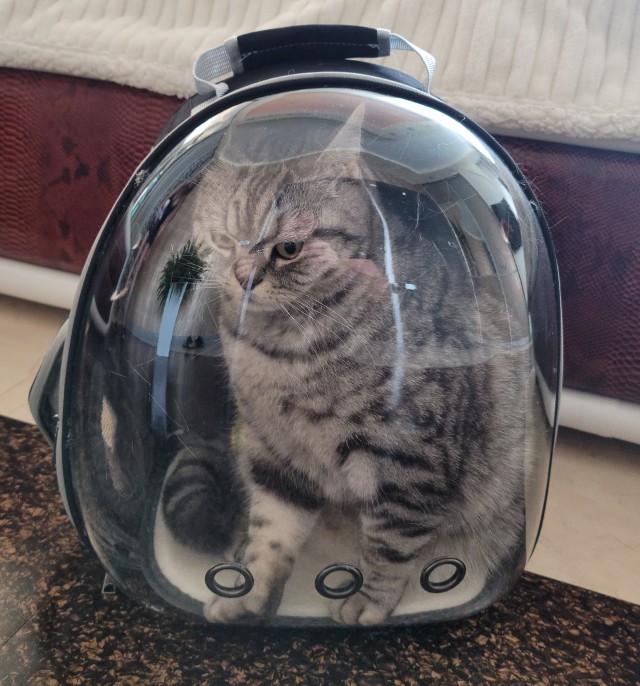Тяжёлая жизнь кота